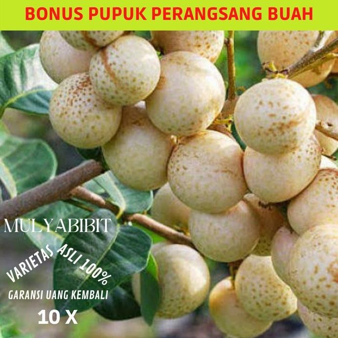 

Terlaris Paket 4 Bibit Kelengkeng Merah - Matalada - Aroma Durian - Puangray