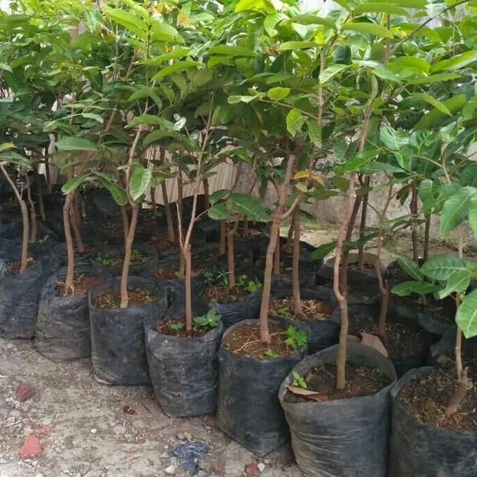 

Terlaris Paket 10 Bibit Klengkeng Aroma Durian