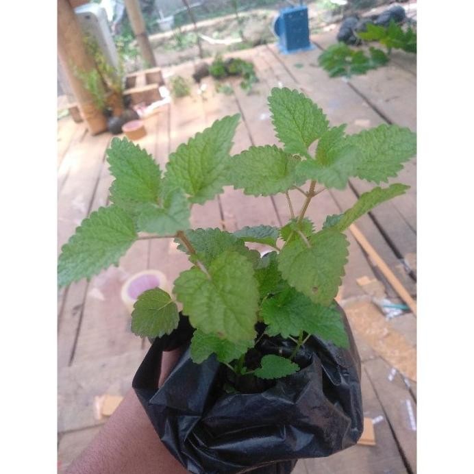 

Terlaris Grosir Bibit Daun Lemon Balm - Pohon Lemon Mint Grosir