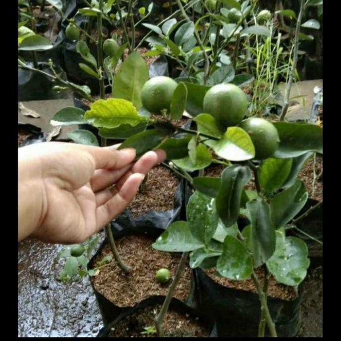 

Terlaris Bibit Tanaman Buah Jeruk Nipis Sudah Berbuah Asli