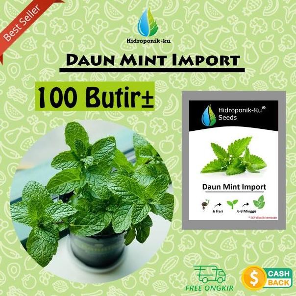 

Terlaris Bibit/ Benih Daun Mint Pepermin (100 Biji) Hidroponik Ku