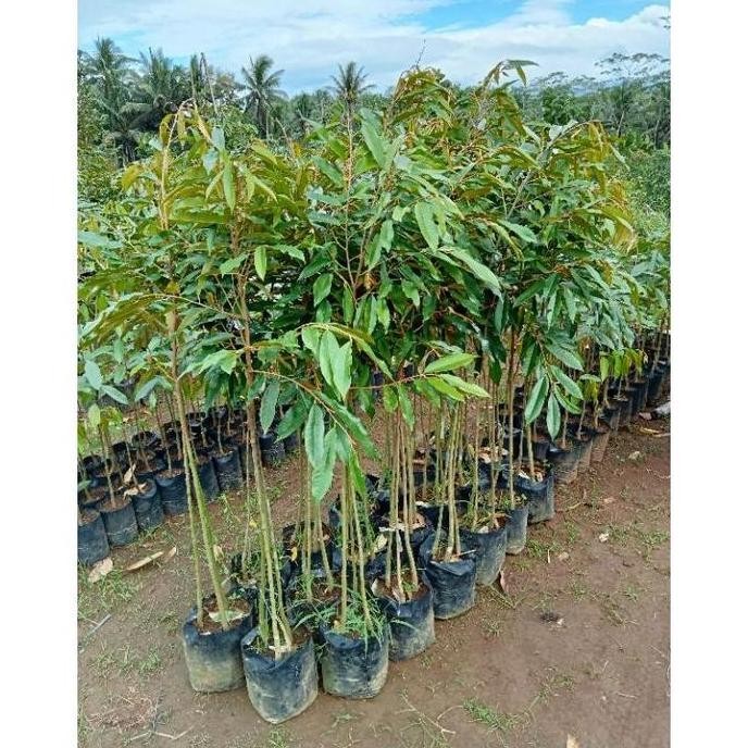 

Terlaris Termurah Durian Musangking Kaki 3 Cepat Berbuah ( 10 Bibit Free 1 Bibit)