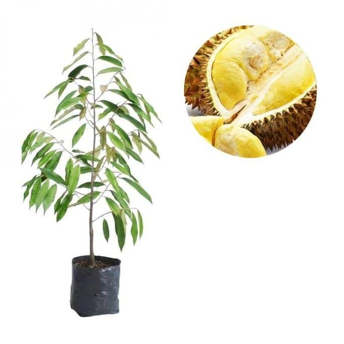 

Terlaris 90 Cm Bibit Tanaman Buah Durian Musangking