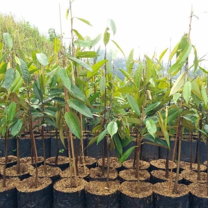 

Terlaris Y4 Bibit Durian D24 Batang Besar Ukuran 1 Meter Siap Berbuah