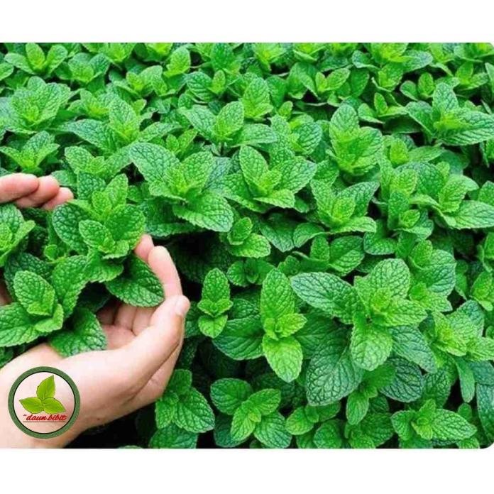 

Terlaris Bibit Daun Mint Jenis Spearmint & Peppermint Agzrgr 7525Rf