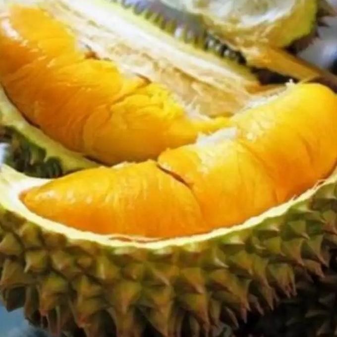 

Terlaris Bibit Durian Musang King