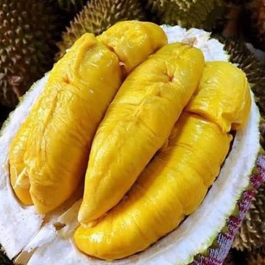 

Terlaris Bibit Benih Durian Musangking Hasil Okulasi Rimbun