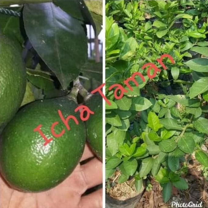 

Terlaris Pohon Jeruk Nipis Jumbo - Bibit Tanaman Pohon Jeruk Nipis