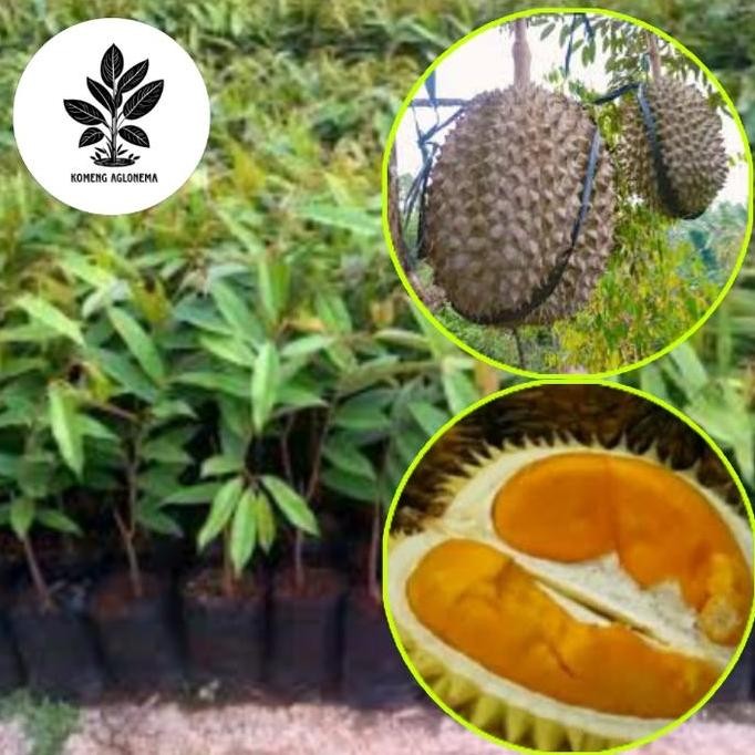 

Terlaris Bibit Durian Mimang Hasil Okulasi Tanaman Buah Tabulampot Cepat Berbuah
