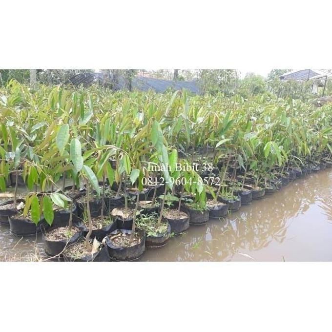 

Terlaris Bibit Tanaman Buah Durian Musangking 80 Cm
