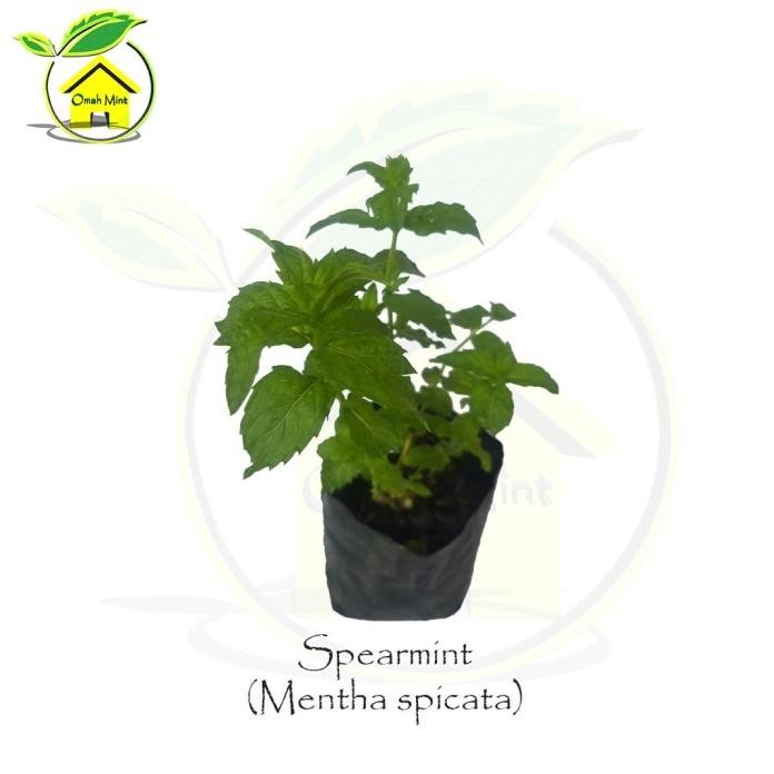 

Terlaris Bibit Tanaman Daun Mint Jenis Spearmint / Tanaman Herbal Xccmbf 7701Ds