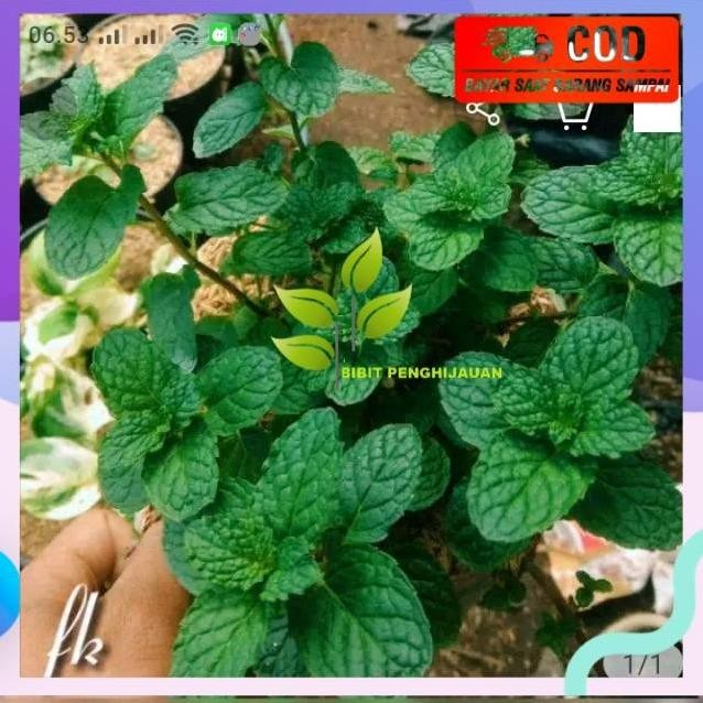 

Terlaris Bibit Daun Mint