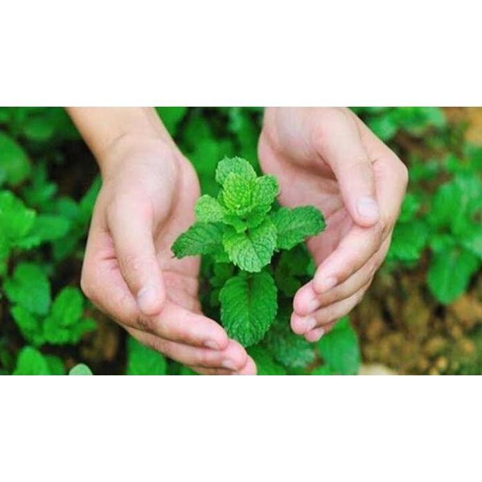 

Terlaris Terbaru Bibit Tanaman Daun Mint Herbal Terlaris