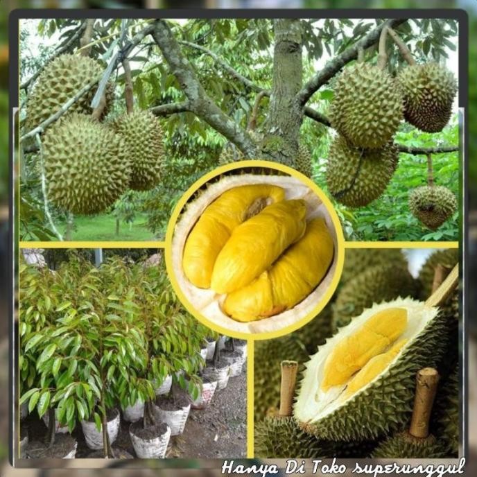 

Terlaris Bibit Tanaman Durian Musangking, Montong,Bawor,Merah,Mtahari,Durihitam