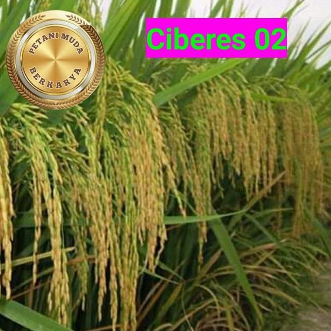 || BANANA / Benih Padi Ciberes 02 Anti tikus bibit padi tahan serangan tikus CBR 2 ||~~~