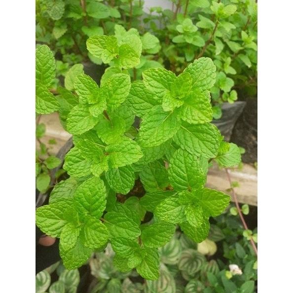 

Terlaris Bibit Daun Mint Rubtto 3455Mu