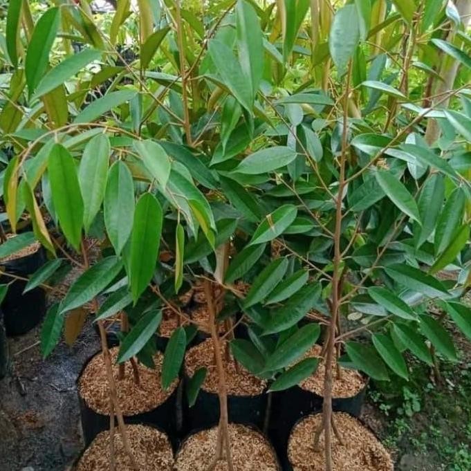 

Terlaris Bibit Durian Bawor Asli Okulasi Kaki 3