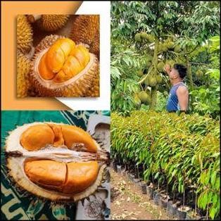 

Terlaris Bibit Durian Lay Orange