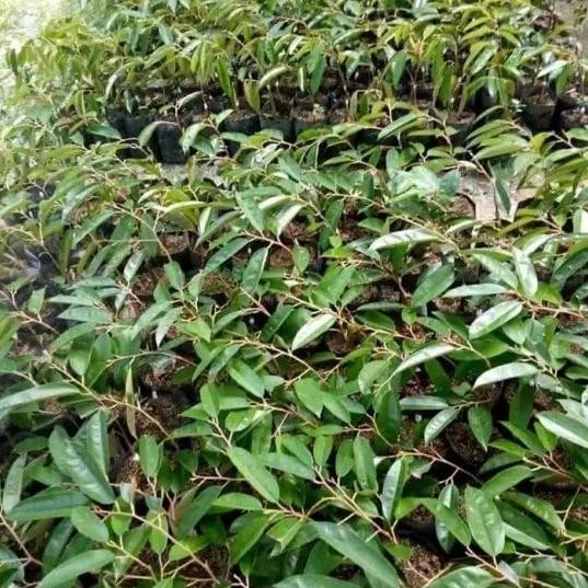 

Terlaris Bibit Tanaman Buah Durian Super Tembaga Okulasi Original
