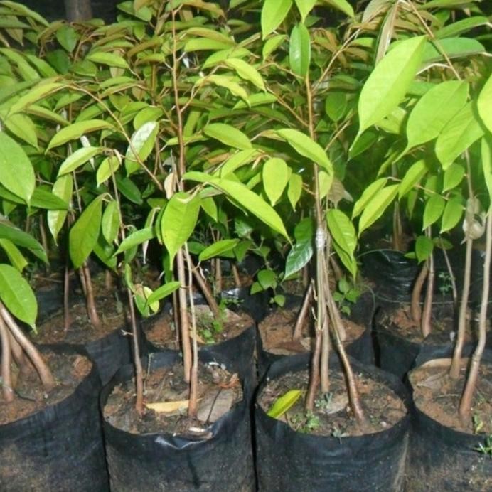 

Terlaris Bibit Tanaman Buah Durian Bawor Kaki 3 Super