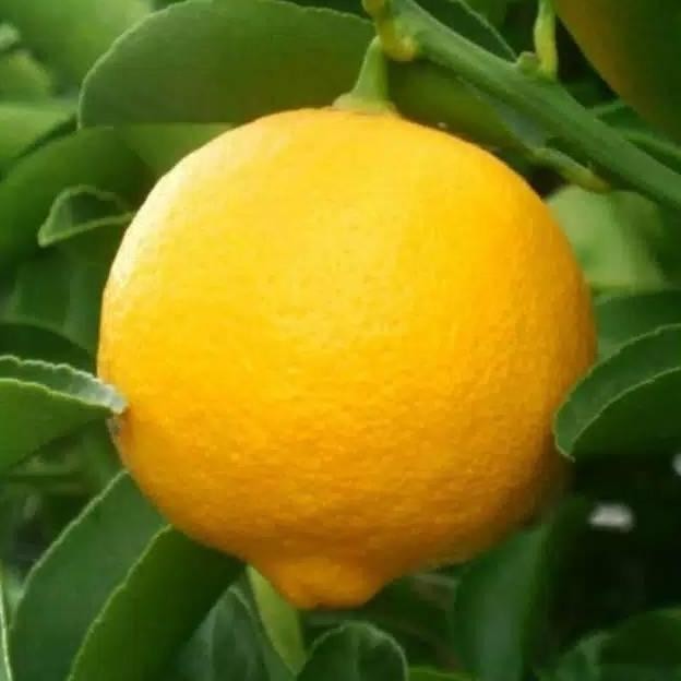 

Terlaris Bibit Jeruk Nipis Manis Paling Laris