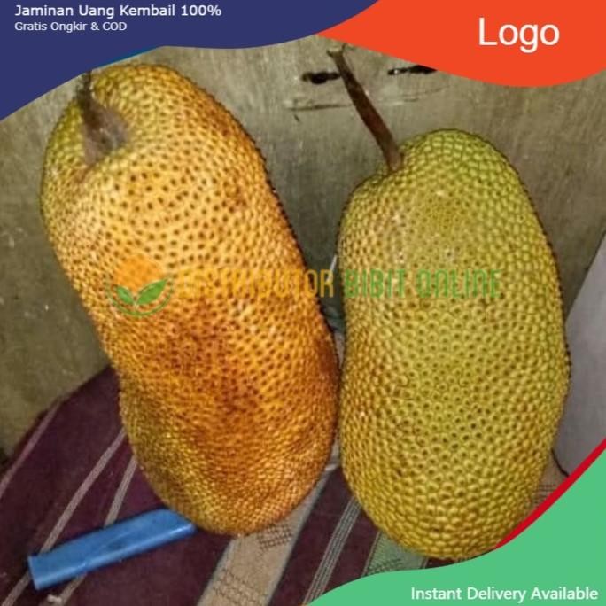 

Terlaris Bibit Buah Cempedak Durian