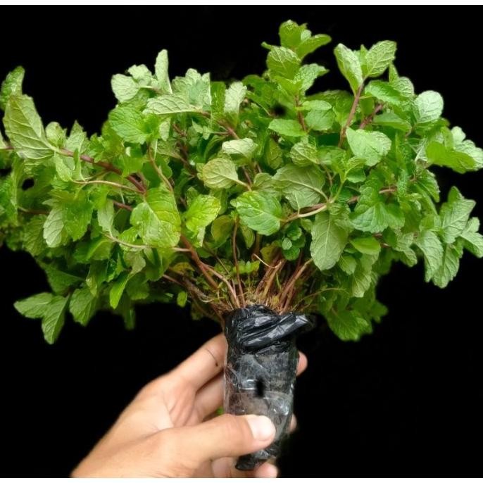 

Terlaris Termurah! Daun Mint Bibit Daun Mint Papermint Segar Mentha Tanaman
