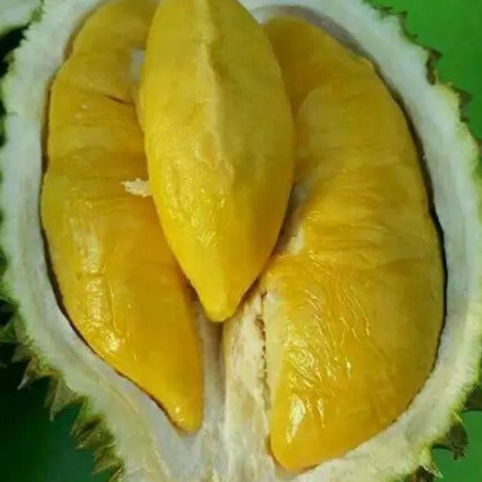 

Terlaris 90 Cm Bibit Buah Durian Mk Musangking Sp