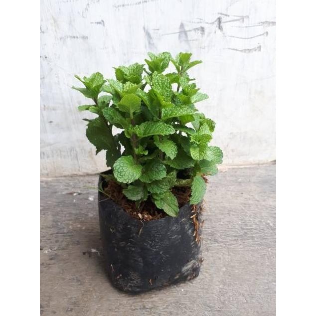 

Terlaris Bibit Tanaman Daun Mint ( Spearmint ), Promo Beli 5 Bonus 1