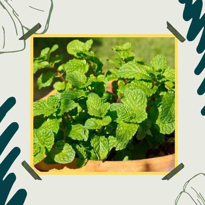 

Terlaris Bibit Daun Mint / Peppermint Mentha