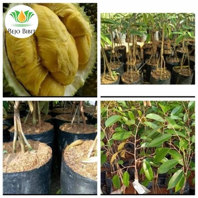 

Terlaris Bibit Tanaman Buah Durian Bawor Kaki 3