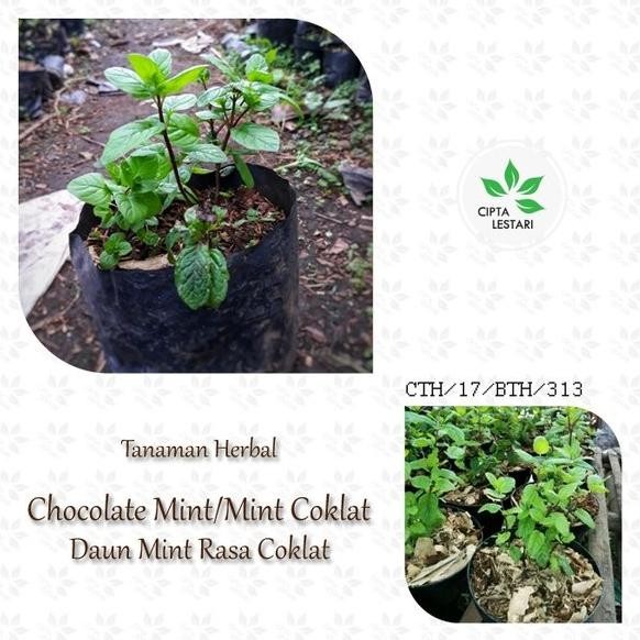 

Terlaris Tanaman Daun Chocolate Mint - Bibit Pohon Coklat Mint Herbal