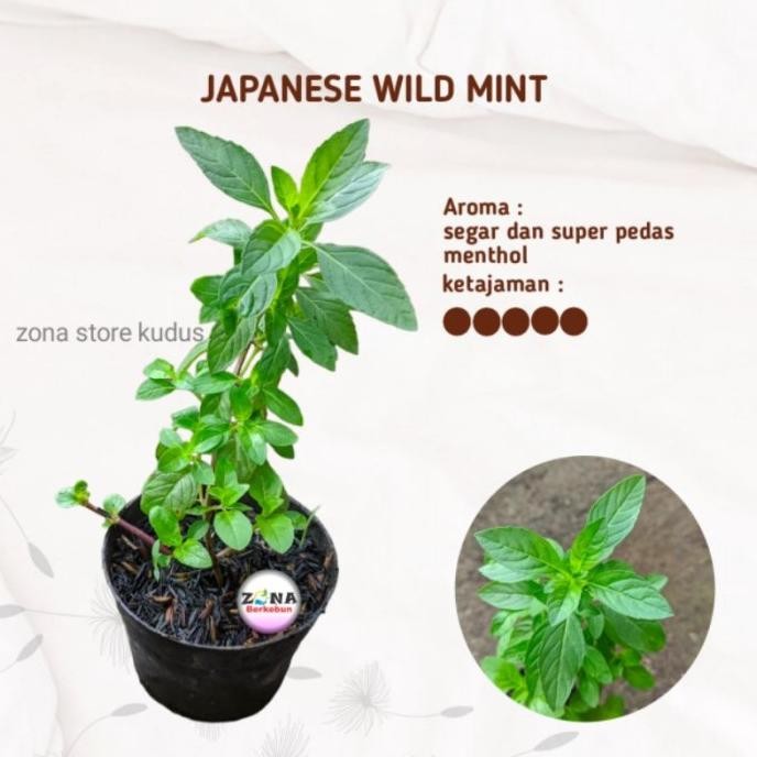 

Terlaris Bibit Tanaman Daun Mint Japanese Wild Mint Aroma Super S Ozmoev 1118Iu