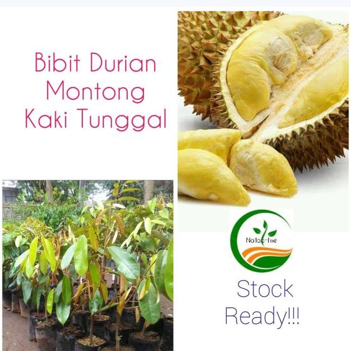 

Terlaris Bibit Pohon Durian Monthong Kaki 1/Tanaman Buah Durian Montong Kaki 1