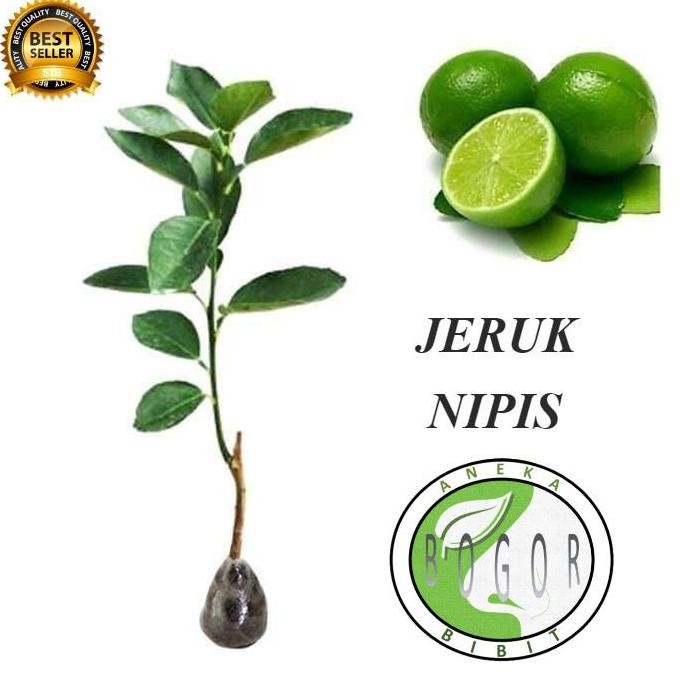 

Terlaris Bibit Pohon Buah Jeruk Nipis