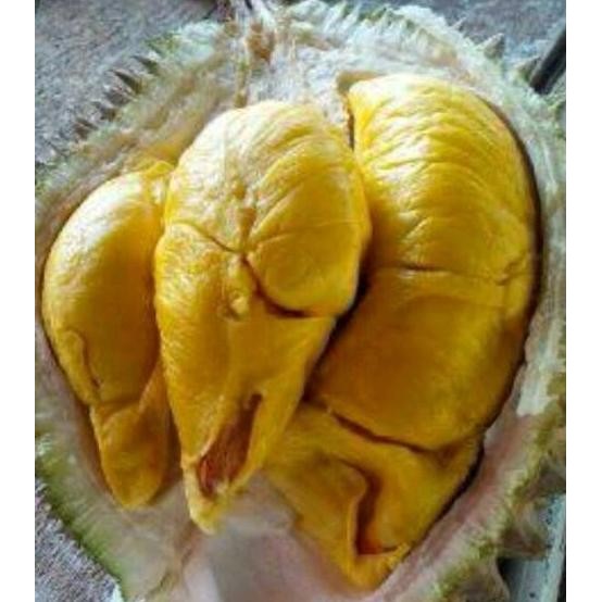 

Terlaris Bibit Tanaman Buah Durian Bawor