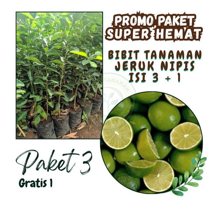 

Terlaris Paket Bibit Tanaman Jeruk Nipis 3 Gratis 1 - Beli Sekarang