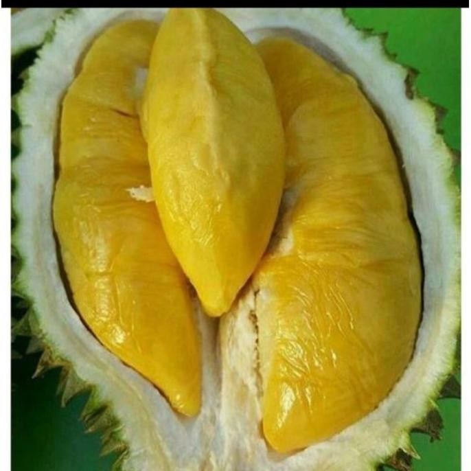 

Terlaris Bibit Durian Musangking Kaki 3 Selling Unggul Beli 5 Gratis 1