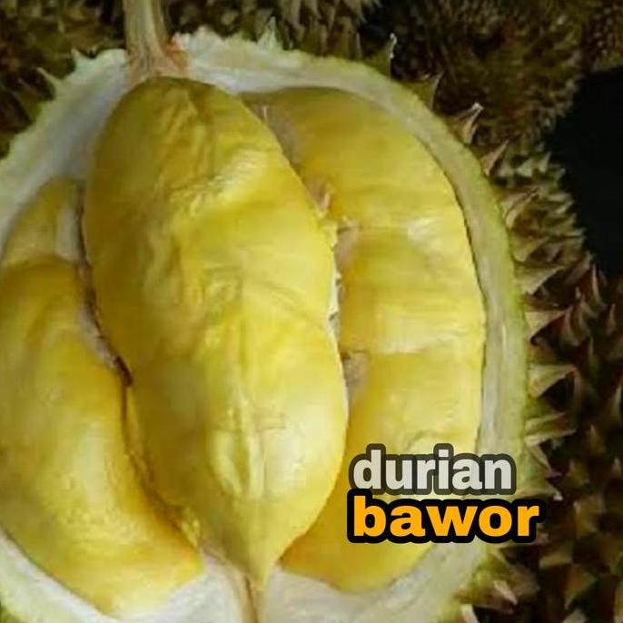 

Terlaris Bibit Durian Bawor Okulasi Unggul