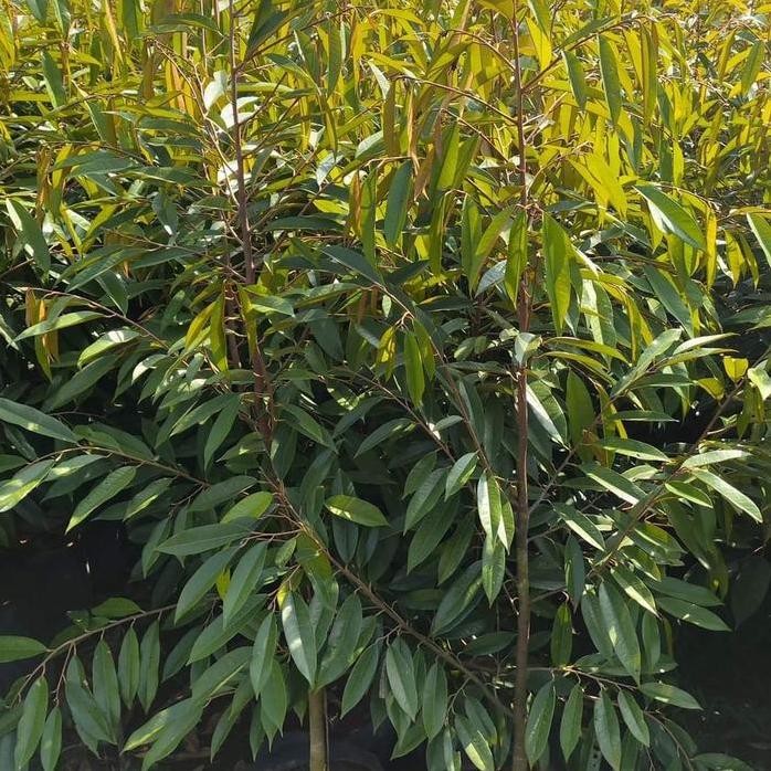 

Terlaris Bibit Durian Musangking Kaki 1 Batang Besar Polibek 50