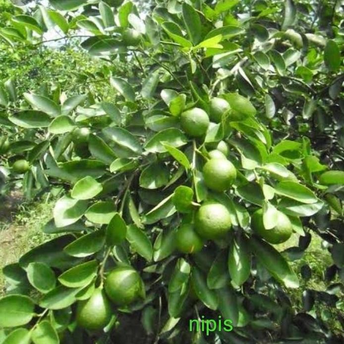 

Terlaris Bibit Jeruk Nipis