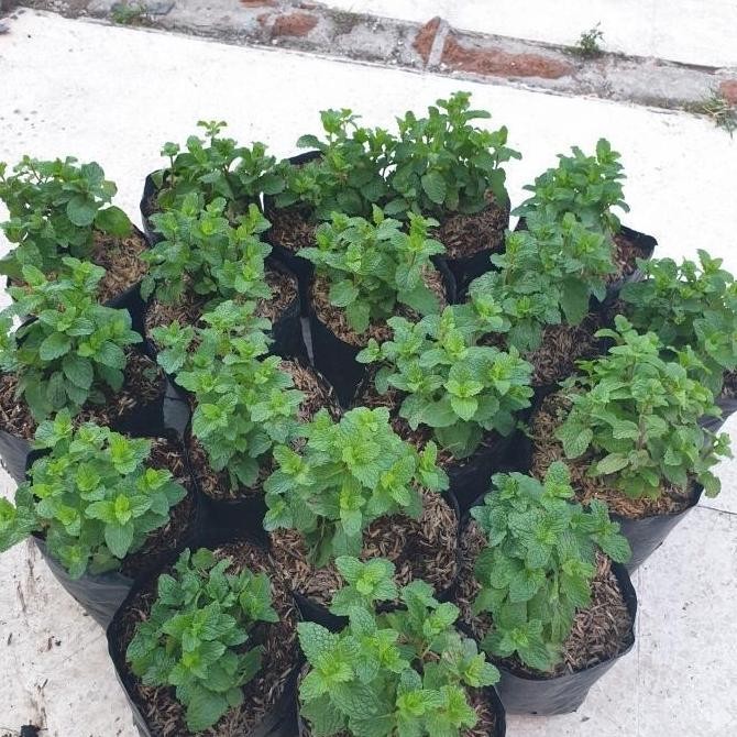 

Terlaris Tanaman / Bibit Daun Mint / Peppermint Az