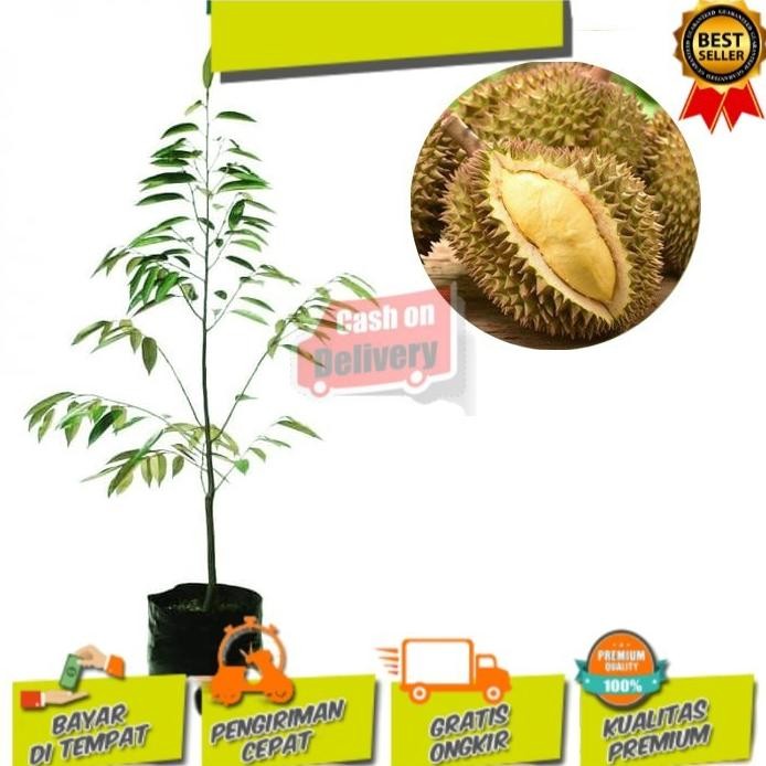 

Terlaris Bibit Tanaman Buah Durian Matahari 60 Cm