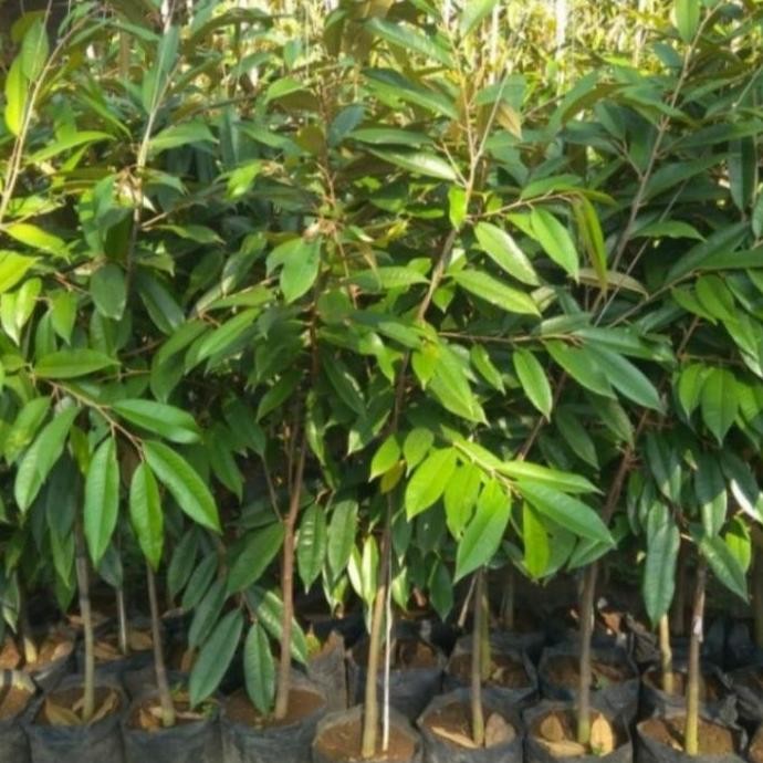 

Terlaris Bibit Durian Bawor Dan Musanking Kwalitas Unggul