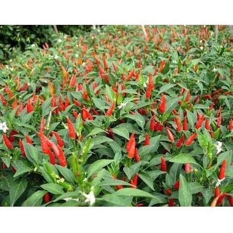 || BANANA / Benih cabe rawit sonar hibrida F1 10 gram ||~~~