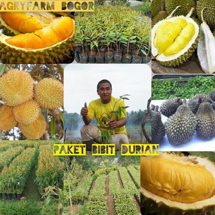 

Terlaris Promo Beli 10 Gratis 5 Bibit Durian Musangking 50Cm Up Dapat 15 Bibit