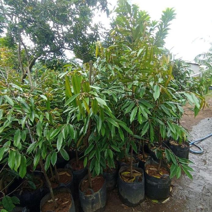 

Terlaris Benih Bibit Durian Okulasi