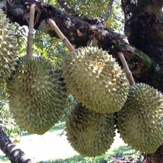 

Terlaris Paket 3 Bibit Durian Montong Bejo Bibit