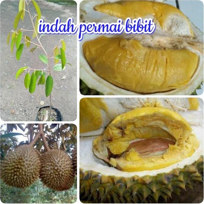 

Terlaris Bibit Tanaman Durian Kanjang Lampung