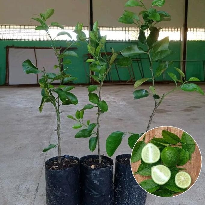 

Terlaris Bibit Jeruk Nipis Sambung Pucuk